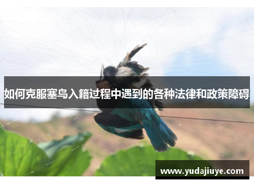 如何克服塞鸟入籍过程中遇到的各种法律和政策障碍